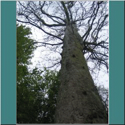 2011CG-0350-Tree-PointPelee.jpg