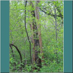 2011CG-0352-Tree-PointPelee.jpg