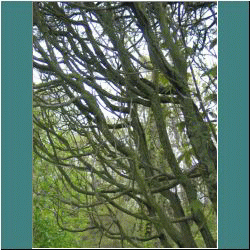 2011CG-0361-Tree-PointPelee.jpg