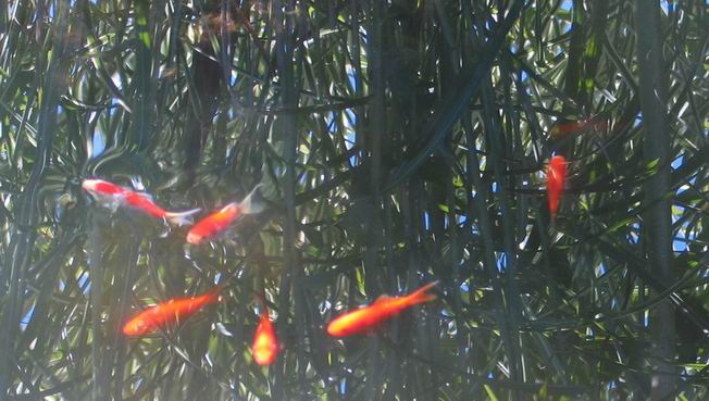 Goldfish. Photo by Ulli Diemer