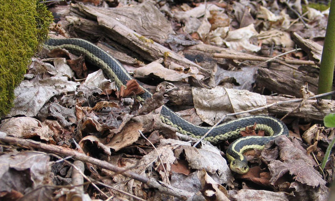 Garter snake. Photo by Ulli Diemer.