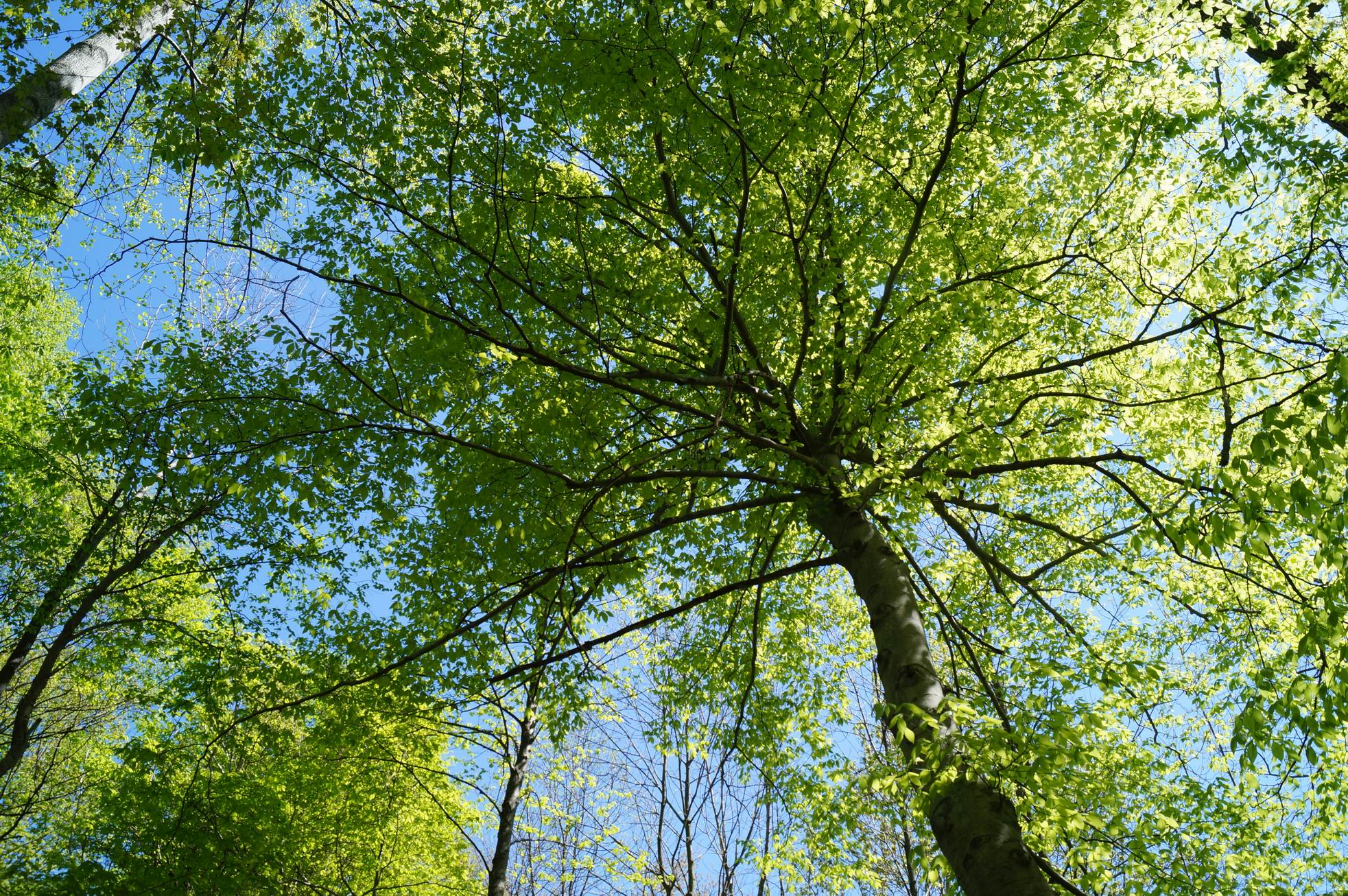 Trees in Spring, Rondeau Provincial Park