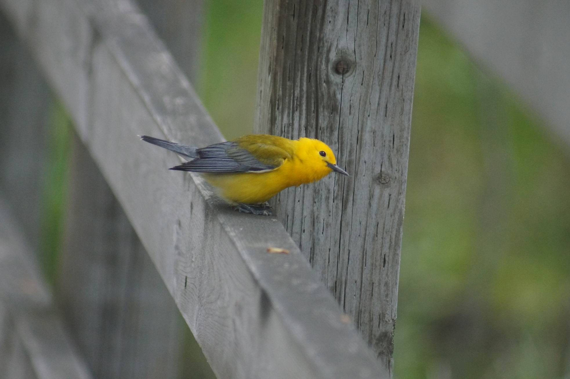  Prothonotary Warbler, Rondeau, May 2018