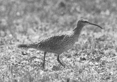 Eskimo Curlew, 1962. Photo by Don Bleitz.