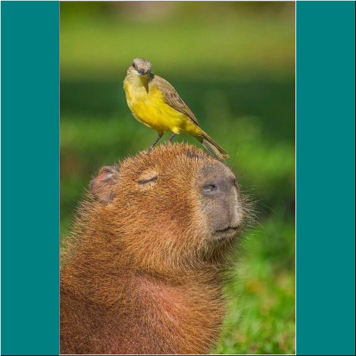 01-Capybara-Bird3.jpg