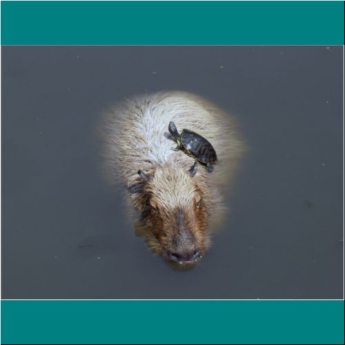 03-Capybara-Turtle4.jpg