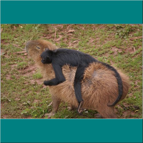 08-Capybara-Monkey1.jpg