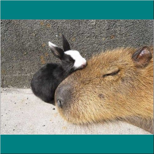 10-Capybara-Rabbit1.jpg