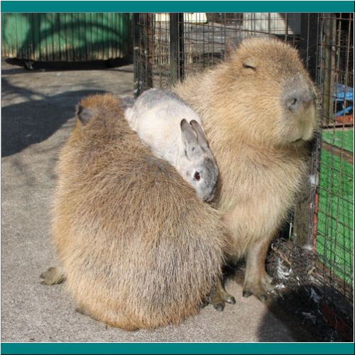 16-Capybara-Rabbit2.jpg