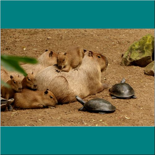 20-Capybara-Capybara-Turtles2.png