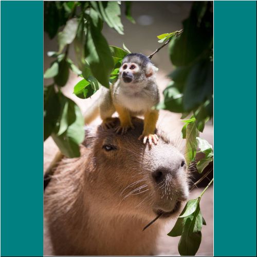 22-Capybara-Monkey9.jpg