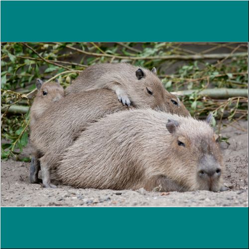 24-Capybara-Capybara3.jpg