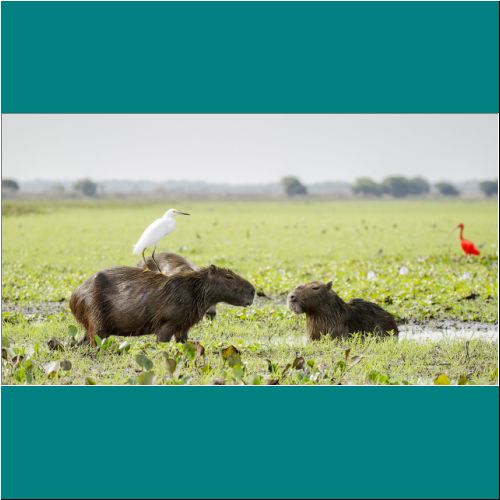 Capybara-Bird7.jpg