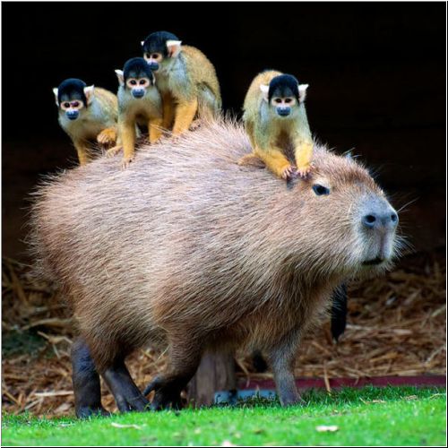 Capybara-Monkeys12.jpg