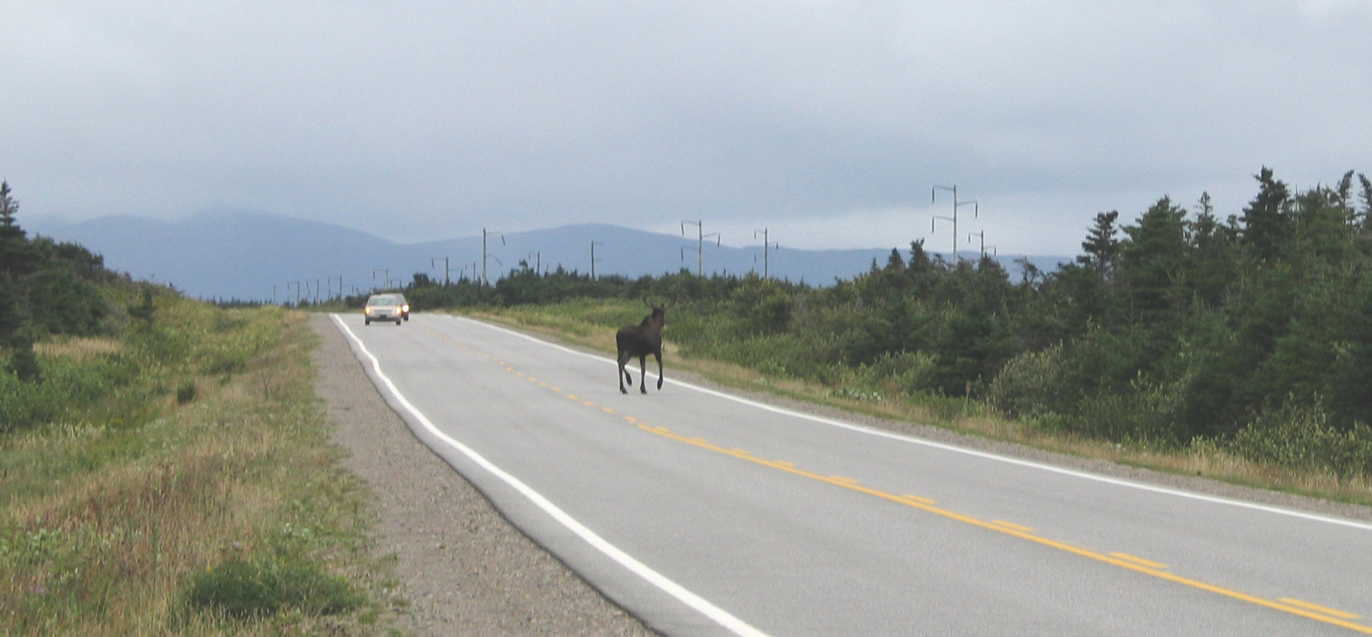 Moose on the highway, Newfoundland. Photo by Ulli Diemer.