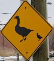 goose crossing