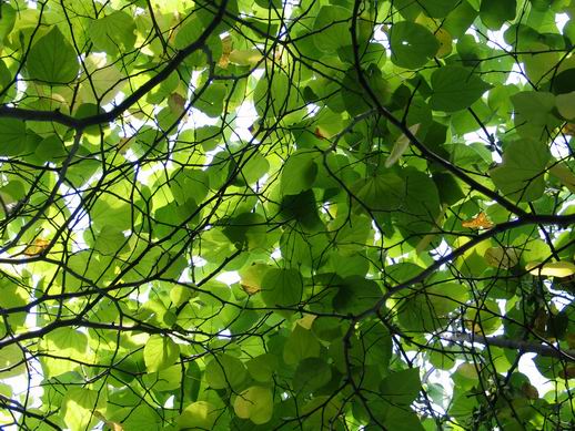 Green Canopy