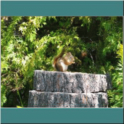 2009CG-0379-RedSquirrel - Photo by Miriam Garfinkle
