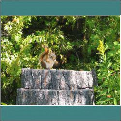 2009CG-0384-RedSquirrel - Photo by Miriam Garfinkle