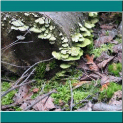 2010CG-0306bw-Fungus - Photo by Ulli Diemer