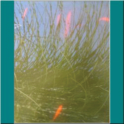 2010CG-0380dw-Goldfish - Photo by Ulli Diemer