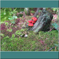 2011CG-0764-Mushrooms - Photo by Ulli Diemer