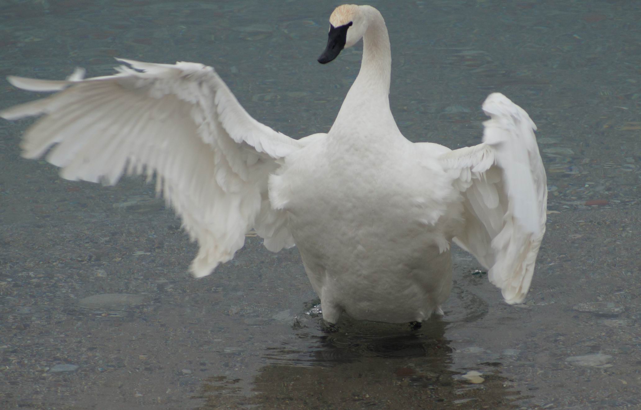 Tumpeter Swan, 2013. Photo by Miriam Garfinkle.