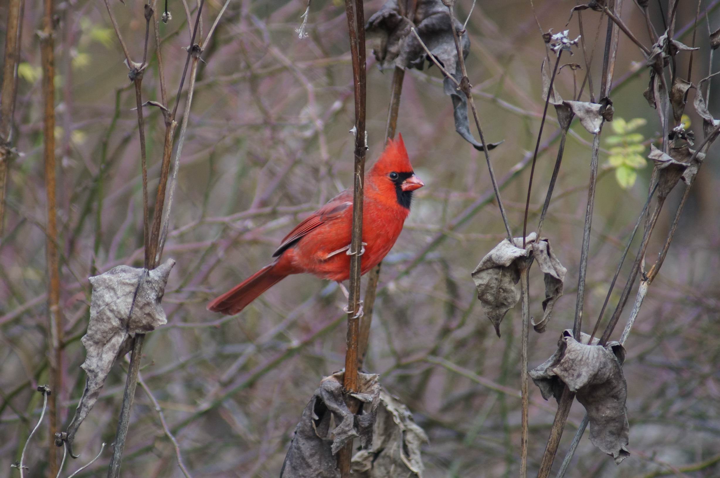 Cardinal, High Park