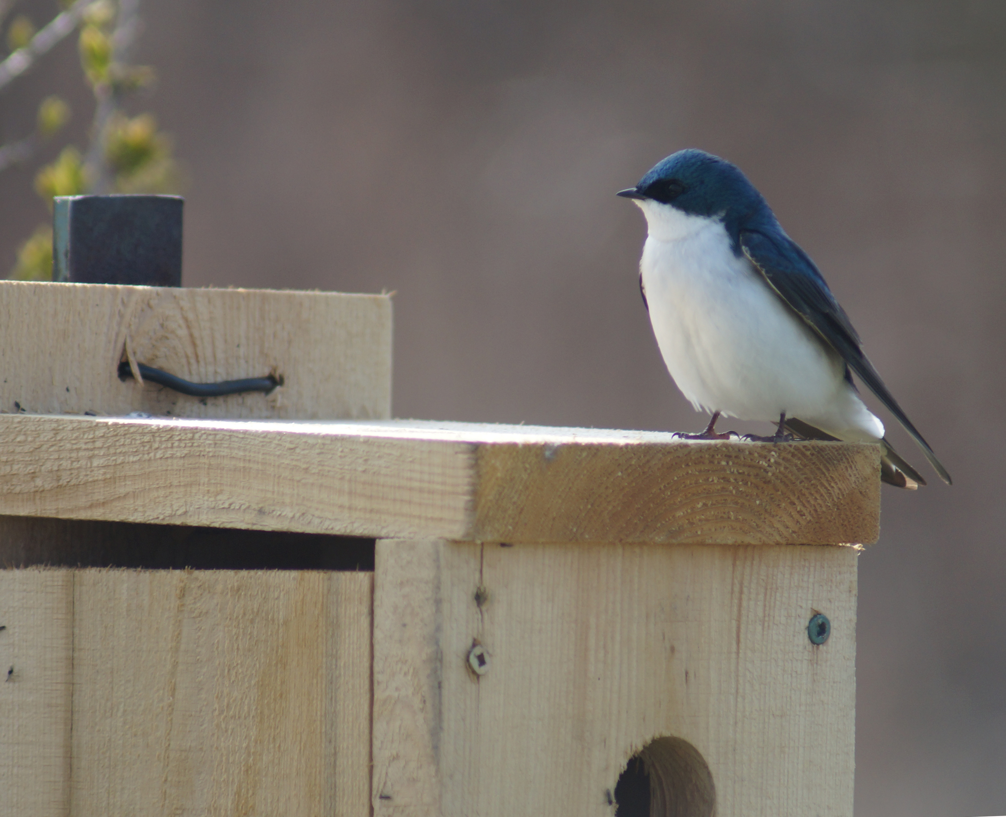 Tree Swallow at Colonel Same Smith Park, 2013. Photo by Miriam Garfinkle.