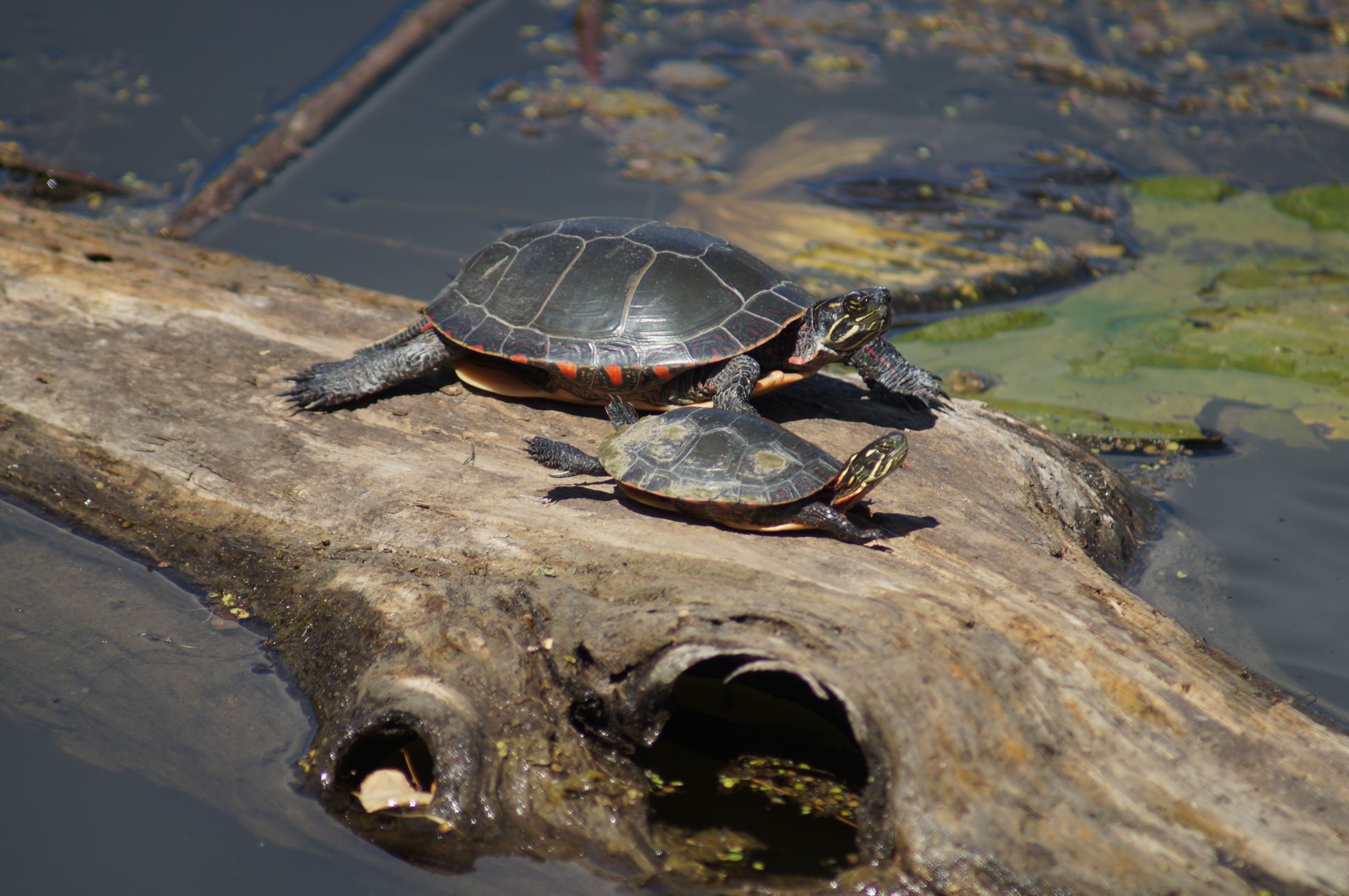 Painted Turtles, Brickworks