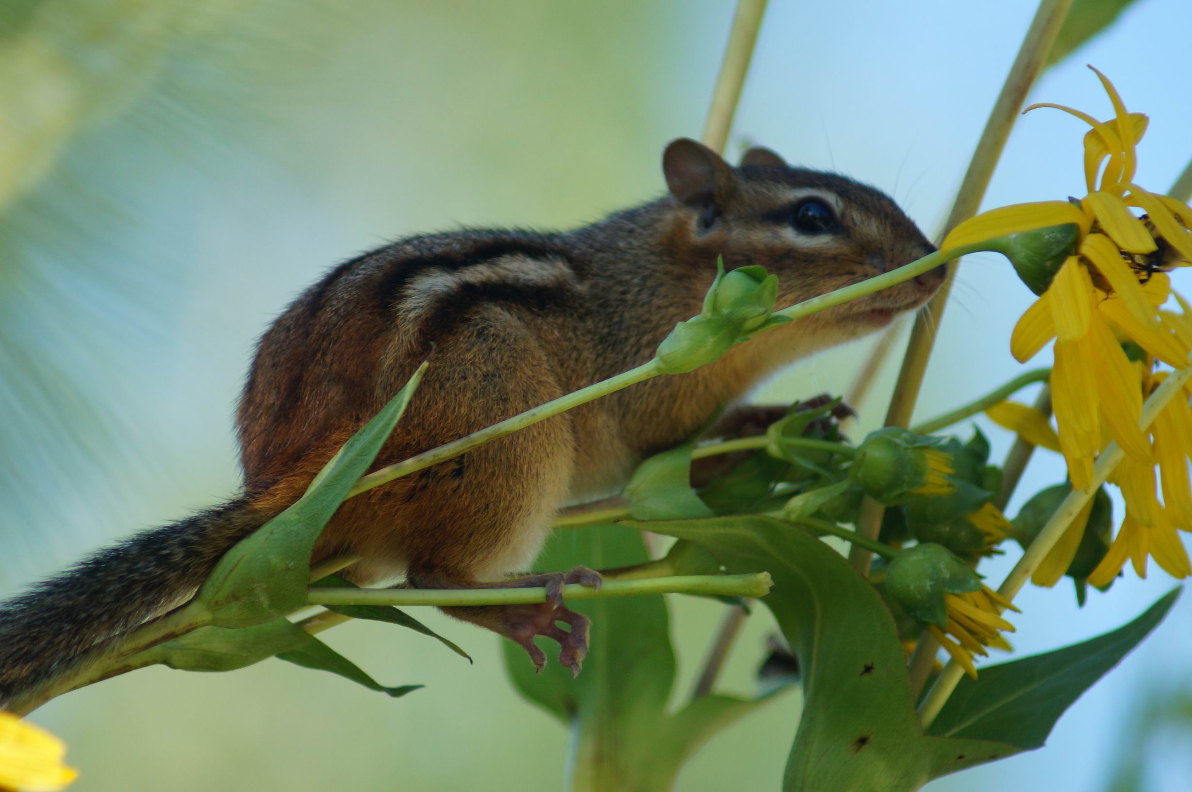 Chipmunk, Brickworks