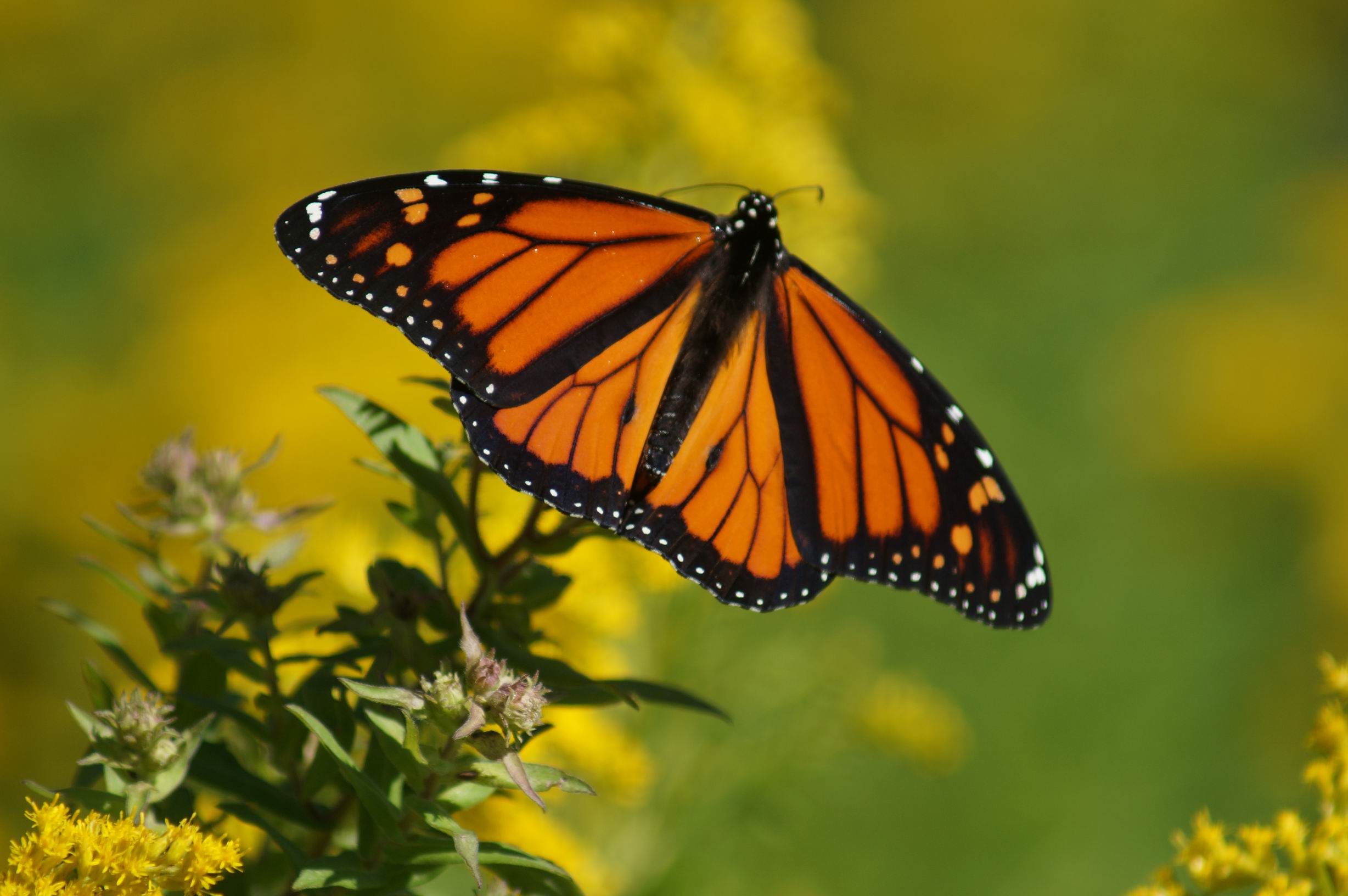 Monarch Butterfly