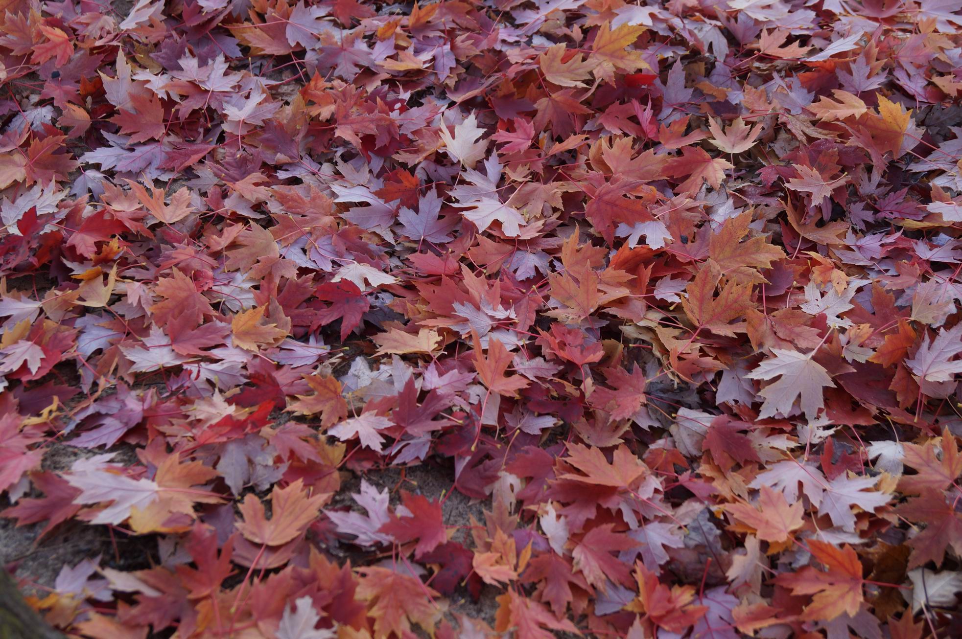 Maples Leaves, Christie Pits