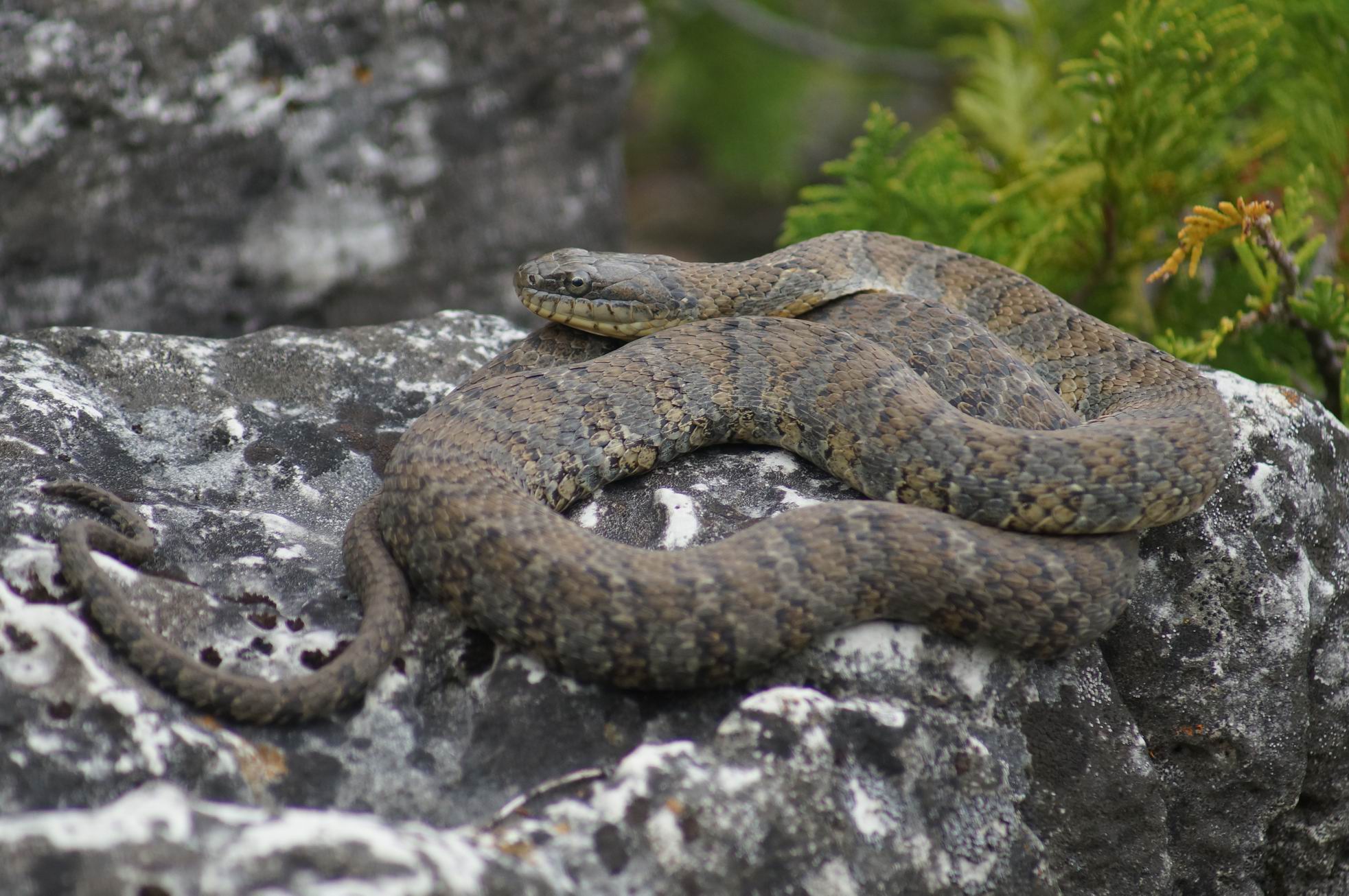 Milk Snake, Bruce Peninsula. Photo by Miriam Garfinkle.