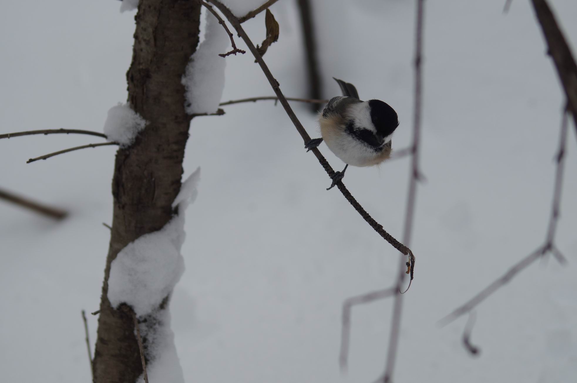 Black-capped Chickadee, Toronto