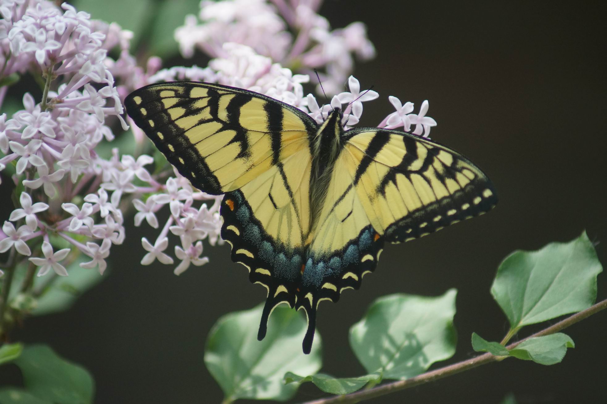 Swallowtail Butterfly. Photo by Miriam Garfinkle.