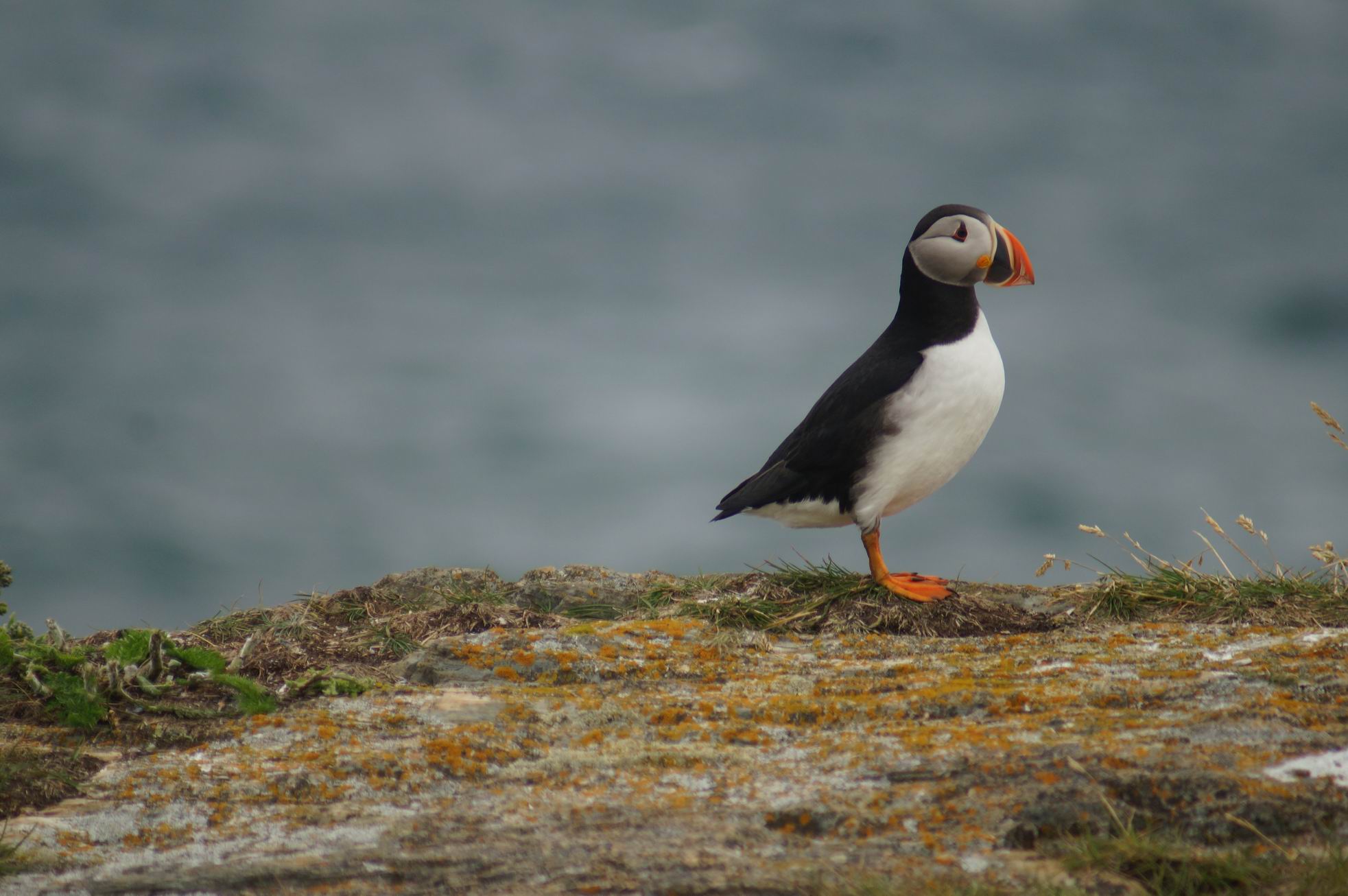 Atlantic Puffin, Bonavista Peninsula, Newfoundland by Miriam Garfinkle