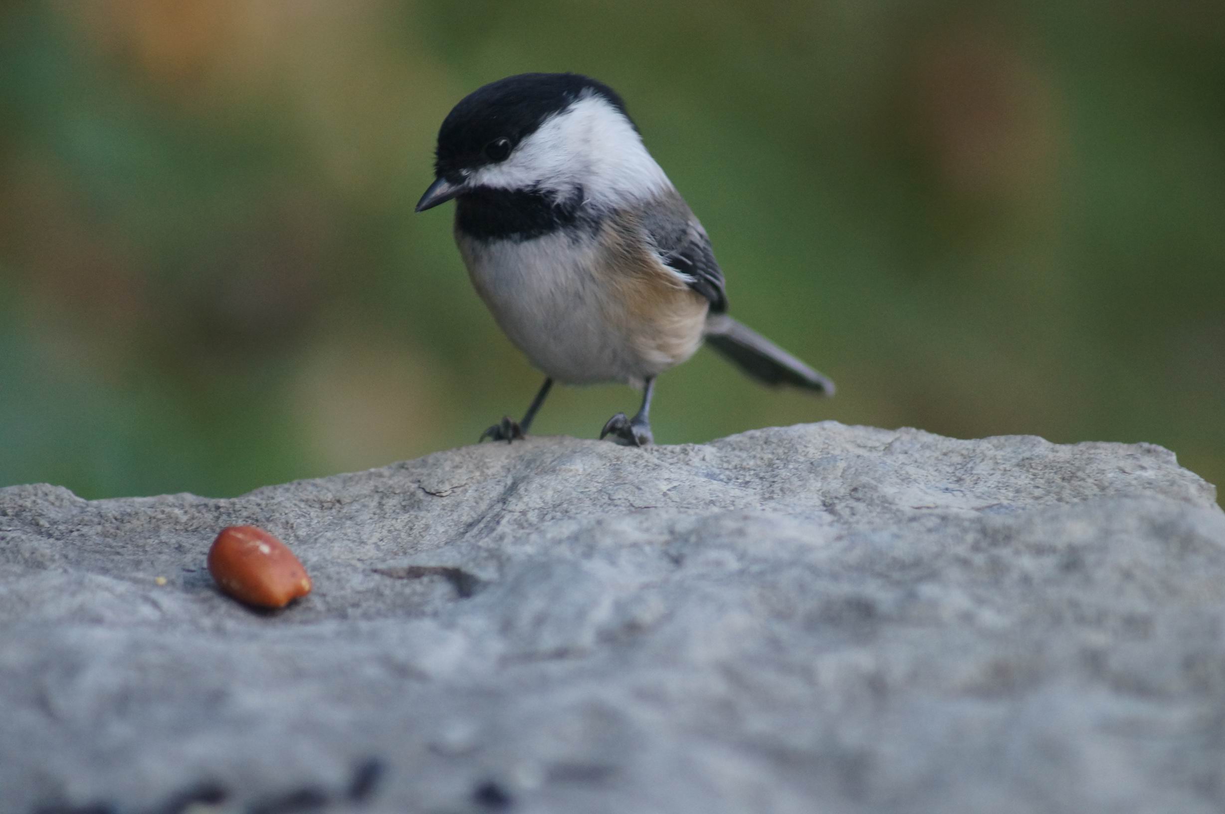 Chickadee, High Park, October 2015. Photo by Miriam Garfinkle.