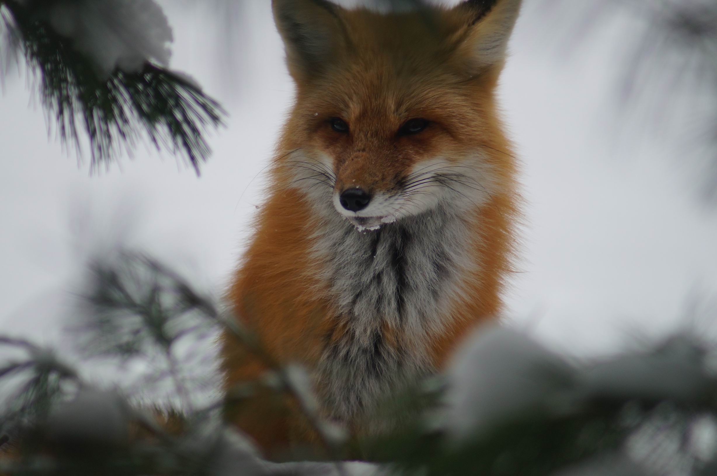 Red Fox, Algonquin Park, 2016. Photo by Miriam Garfinkle.