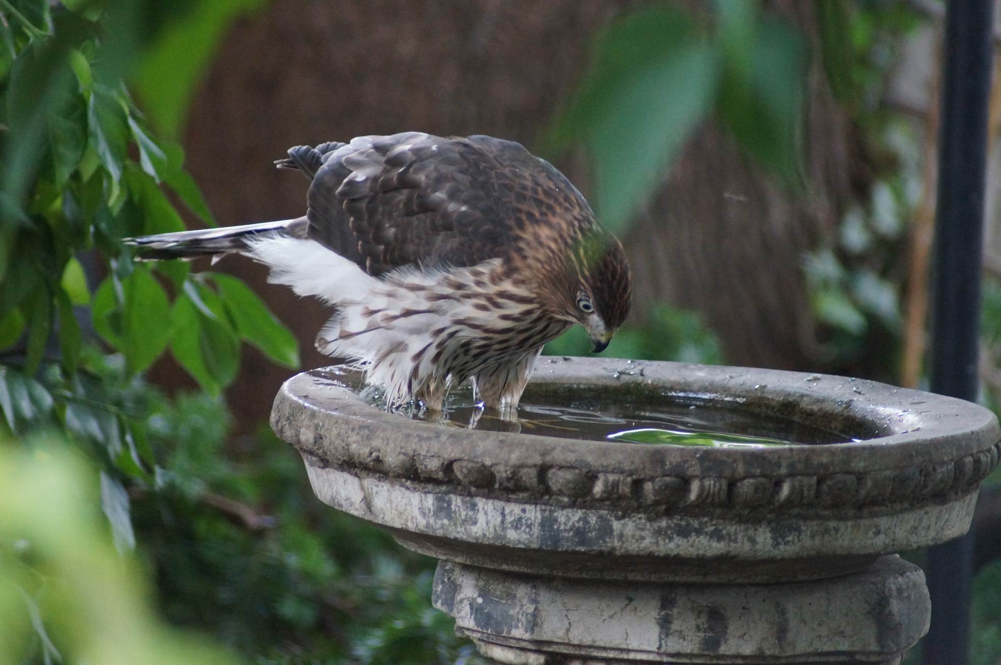 Cooper’s Hawk. Photo by Miriam Garfinkle.