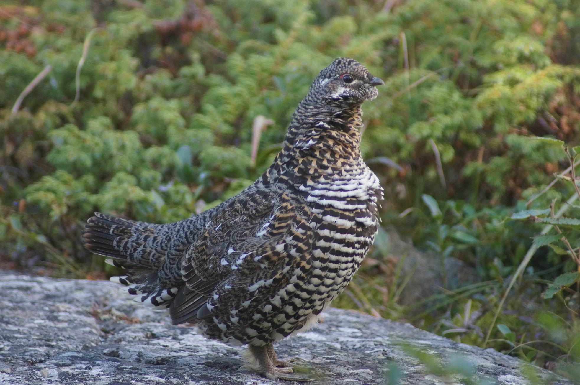 Grouse. Photo by Miriam Garfinkle.