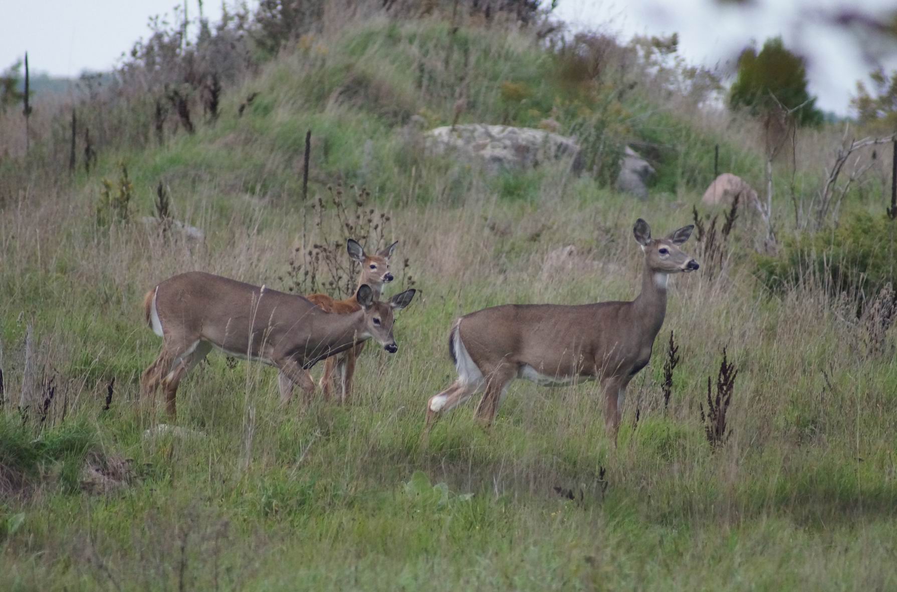 White-tailed deer, Manitoulin Island