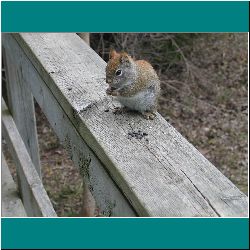43w-RedSquirrel-MacGregorPark - Photo by Ulli Diemer