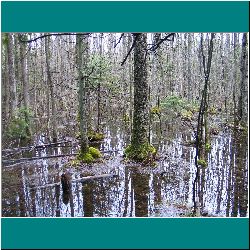 50w-Swamp-MacGregorPark - Photo by Ulli Diemer