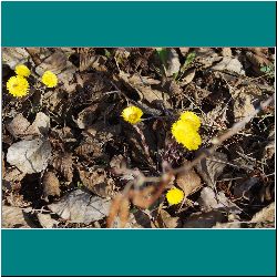 788w-Coltsfoot - Photo by Miriam Garfinkle