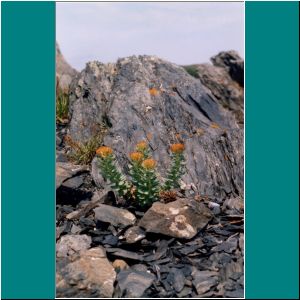 Newfoundland2005M-051-Flowers&Rocks - Photo by Ulli Diemer